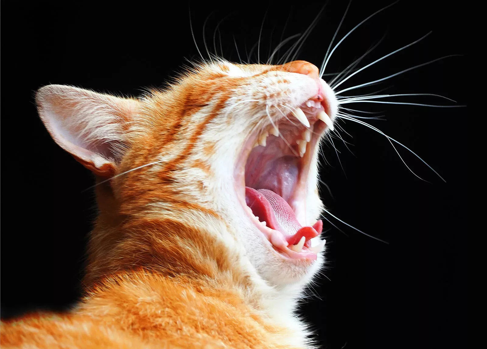 Adv Kitten Ckn&R 3kg **