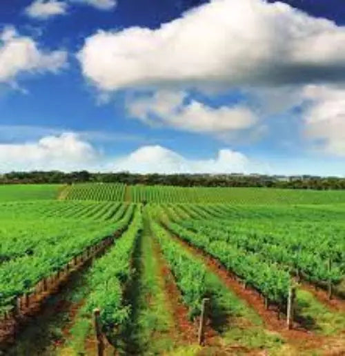 Apparent Glyphosate 450 20ltrs **