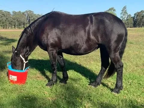 Tuff Tub Bucket Blue 40lt
