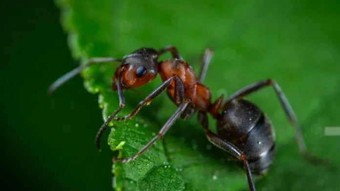 Ant on Leaf