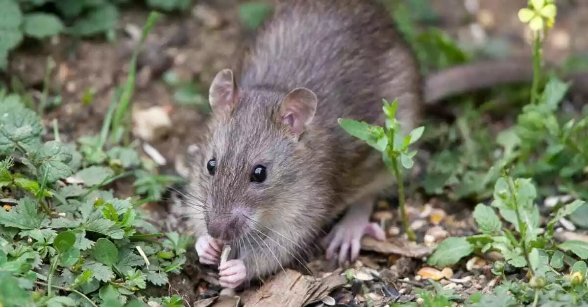 TALON WAX BLOCK 2.4KG