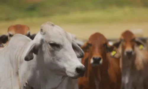 Bayer Cobalife VB12+SELENIUM 500mls **@@