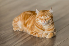 Adv Cat Healthy Weight Chicken & Rice 2kg - Dry Food Feline Nutrition Cat Omega 3