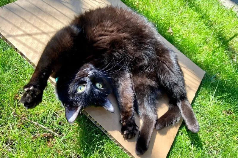 Provex Hemp Nectar Blend 100ml **