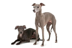 Virbac Betacel Greyhound 2kg **