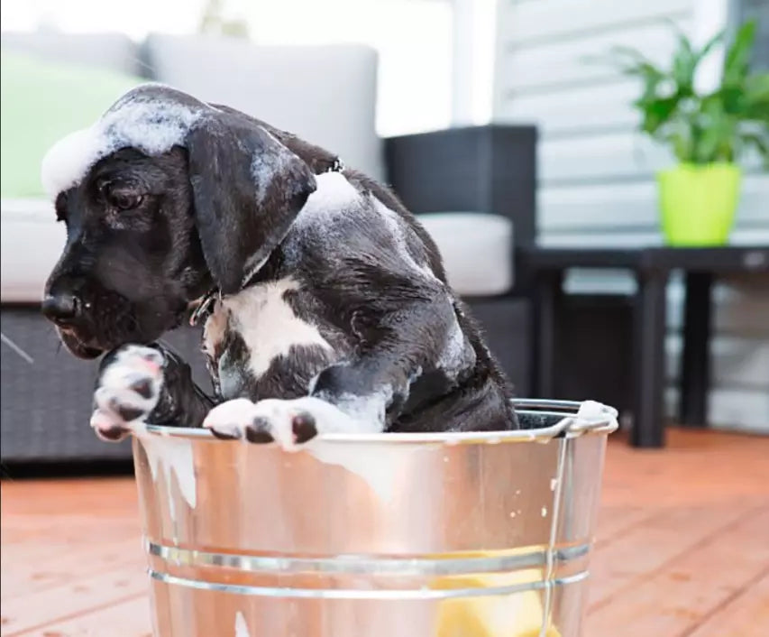 Virbac Feramo D 450gm **