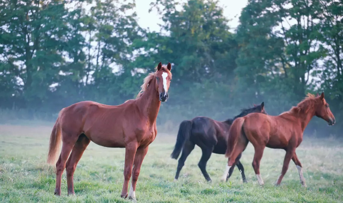 JTJ Platinum Low GI 20kg (SYD WAG)**