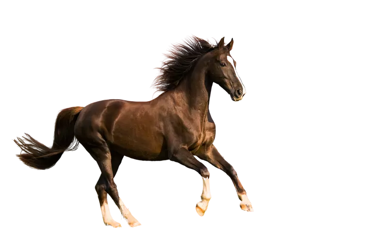 Kentucky Neigh-Lox 12kg **