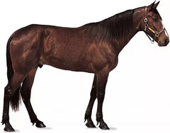 Staysound Hoof Guard 4.5kg **