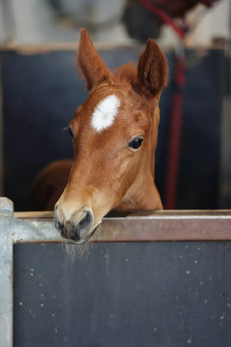 Barastoc Equibix 20kgs (SYD) **