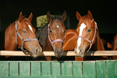 Coprice Horse M Pellets 20kg (ADE SYD)*