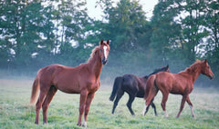Dyna V Equine Microbiome Support 10L *
