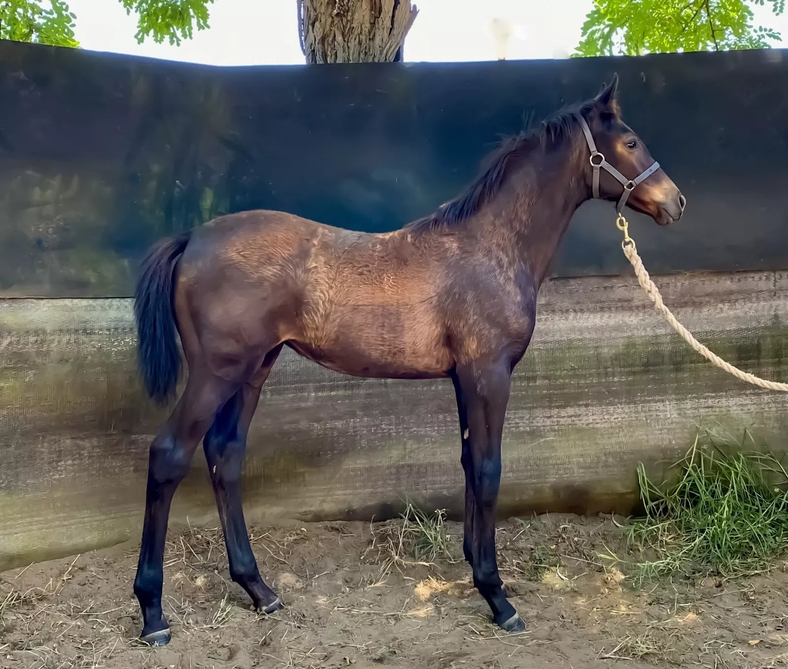 Hygain Tracktorque 20kg (PER)**