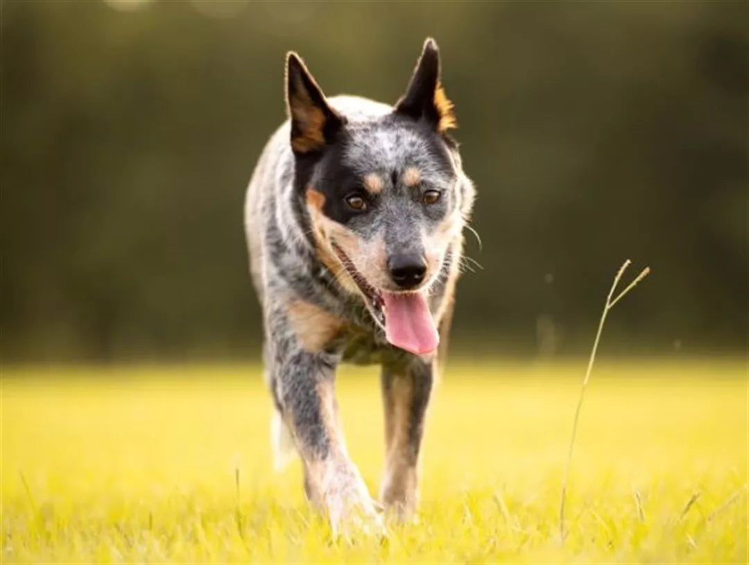 Troy Plaqueoff Dog 40g **