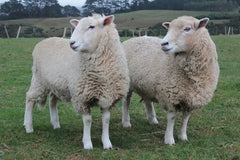 Barastoc Hobby Farm Mix 20Kg (VIC)