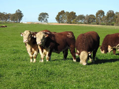 Monds Sheep & Cattle Cube 20kg (TAS)*