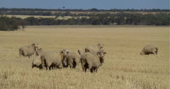 Prov ProfeLAC Gold 20kg (QLD NSW)**