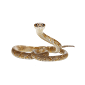 Reptile Categories