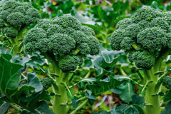 Apparent Stockade (Bifenthrin 250) 20l - Controls Insects and Mites In Crops And Gardens