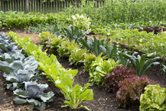 Qld Organics Eco 88 S 16kg - Organic Fertiliser for Soil Health Plant Growth Garden & Lawn