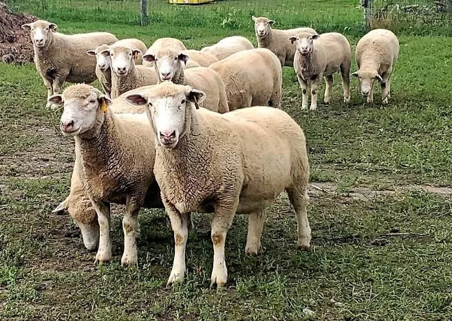 iO Spinoff PO for Sheep 20lt **